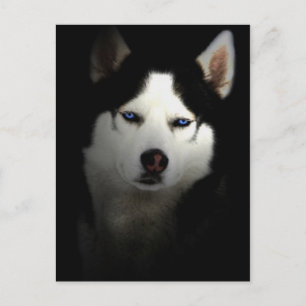 Sibirien Husky Postkarte