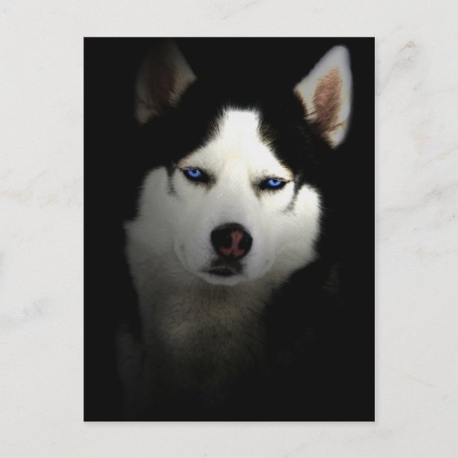 Sibirien Husky Postkarte (Vorderseite)