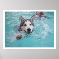 Sibirien Husky Schwimmen im Pool