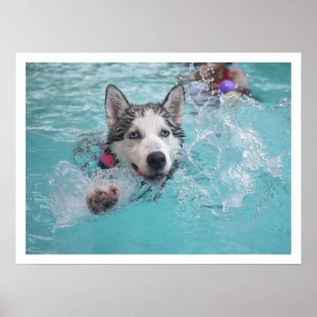 Sibirien Husky Schwimmen im Pool Poster (Vorne)