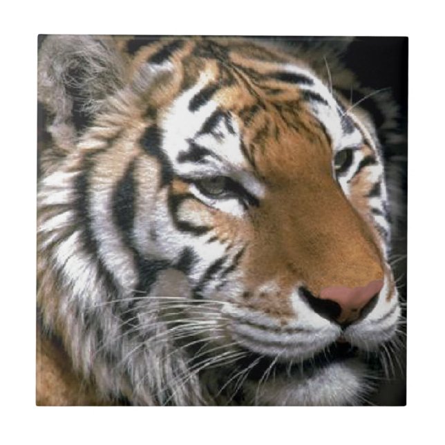 Sibirien Tiger Lounge Kunst Fliese (Vorderseite)