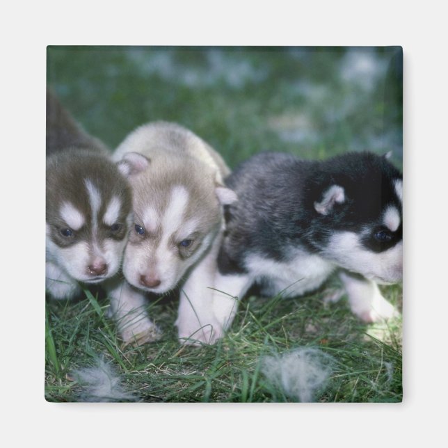 Sibirische Husky-Jungtiere, 3 Wochen Magnet (Vorne)