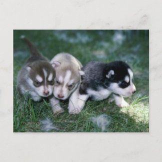 Sibirische Husky-Jungtiere, 3 Wochen Postkarte