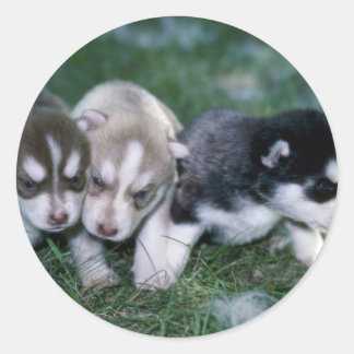 Sibirische Husky-Jungtiere, 3 Wochen Runder Aufkleber