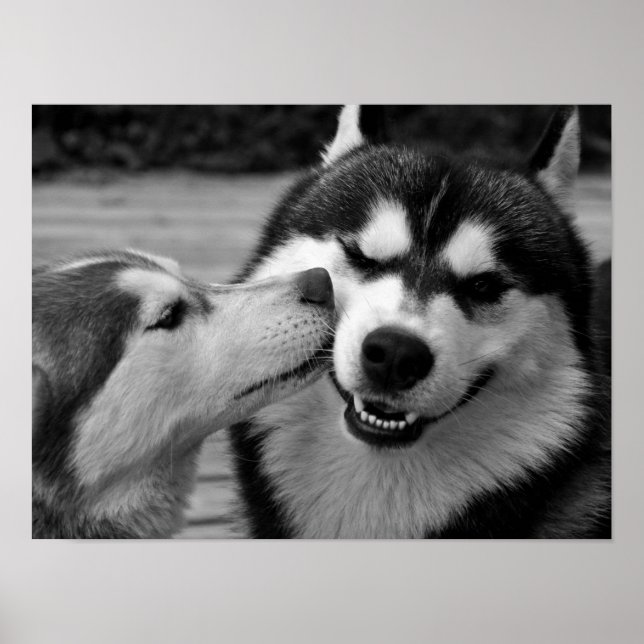 Sibirische Husky-Liebe Poster (Vorne)