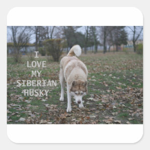 sibirische Husky-Liebe Quadratischer Aufkleber