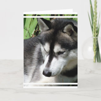 Sibirische Husky-Profilkarte Karte