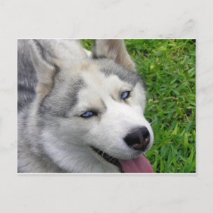 sibirische Husky-Vorlage Postkarte