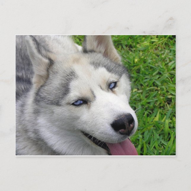 sibirische Husky-Vorlage Postkarte (Vorderseite)