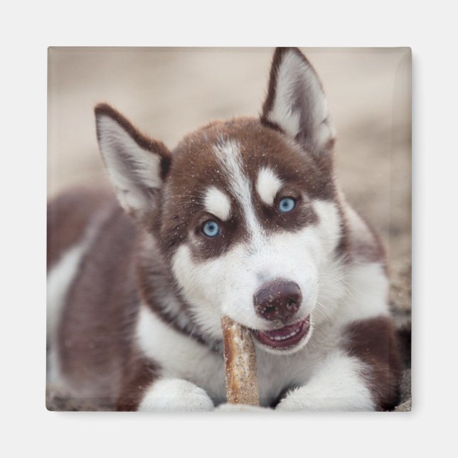 Sibirische Husky-Welpe am Strand Magnet (Vorne)