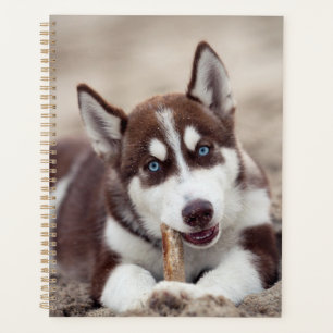 Sibirische Husky-Welpe am Strand Planer