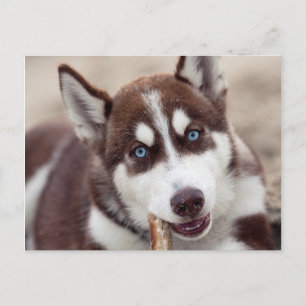 Sibirische Husky-Welpe am Strand Postkarte