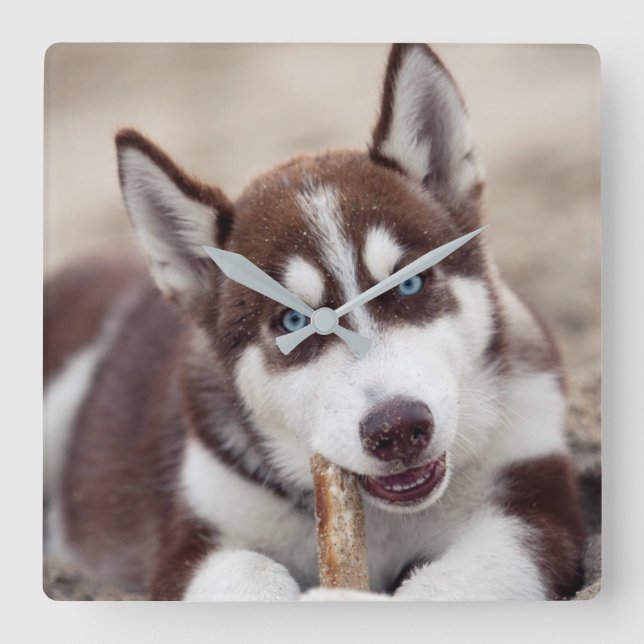Sibirische Husky-Welpe am Strand Quadratische Wanduhr (Vorderseite)