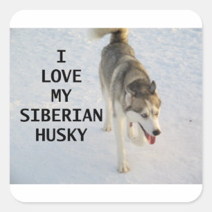 sibirische Huskygrau-weiße Liebe Quadratischer Aufkleber