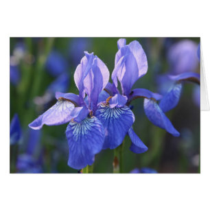 Sibirische Iris-Paare
