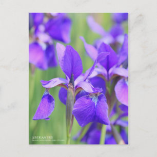 Sibirische Iris [Postkarte] Postkarte