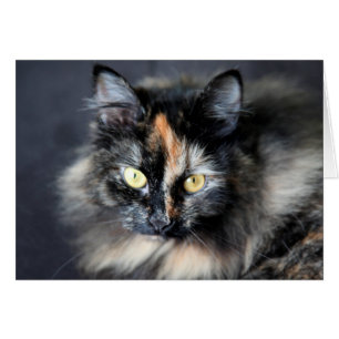 Sibirische Katze