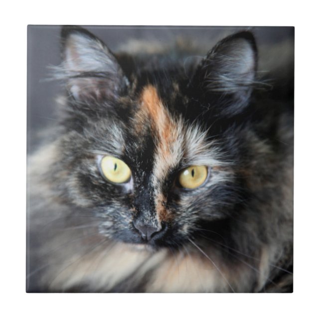 Sibirische Katze Fliese (Vorderseite)