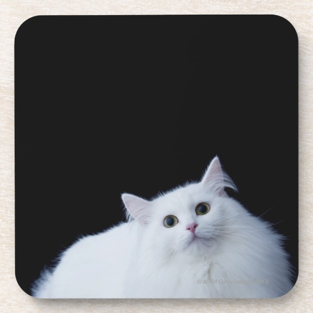 Sibirische Katze Getränkeuntersetzer (Vorderseite)