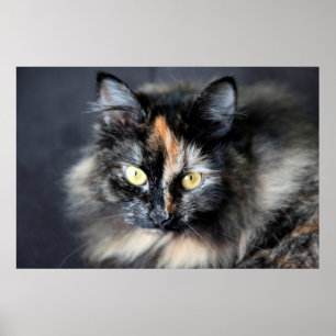 Sibirische Katze Poster