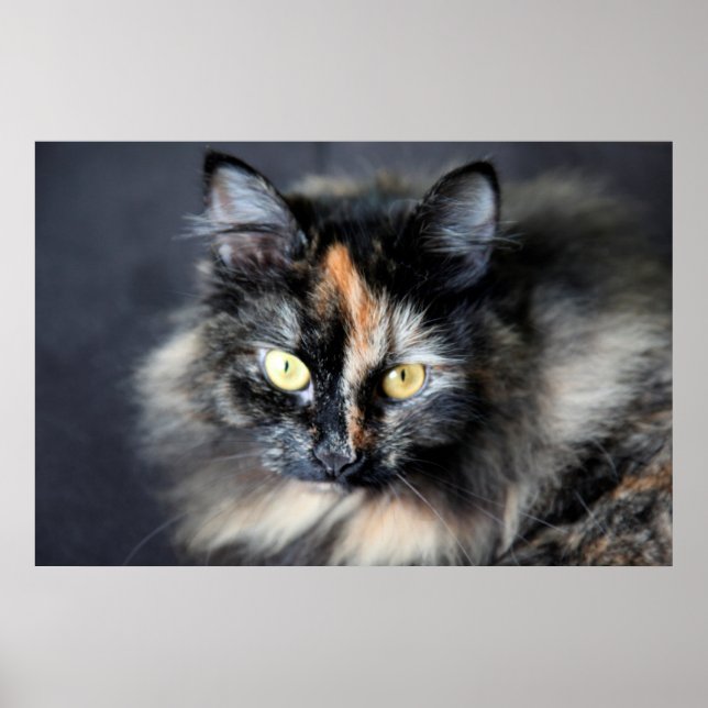 Sibirische Katze Poster (Vorne)