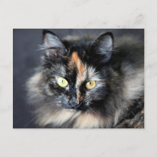 Sibirische Katze Postkarte