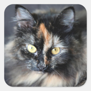 Sibirische Katze Quadratischer Aufkleber