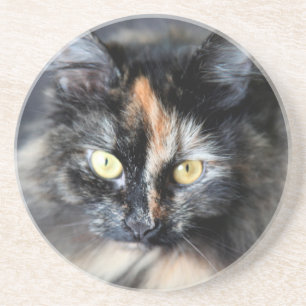 Sibirische Katze Sandstein Untersetzer