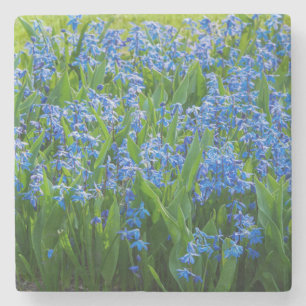 Sibirische Squill Steinuntersetzer