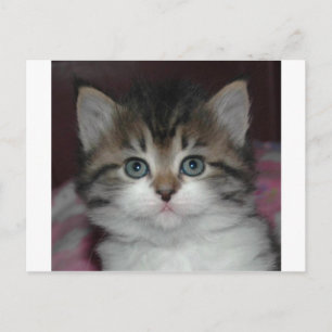 Sibirische Tabby/White Kitten Postkarte