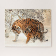 Sibirische Tigermutter und Kitten