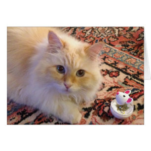 Sibirische Waldkatze und Spielzeug