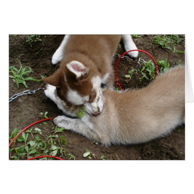 Sibirischer Husky (3) (Vorderseite (Horizontal))