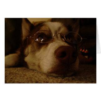 Sibirischer Husky (5)