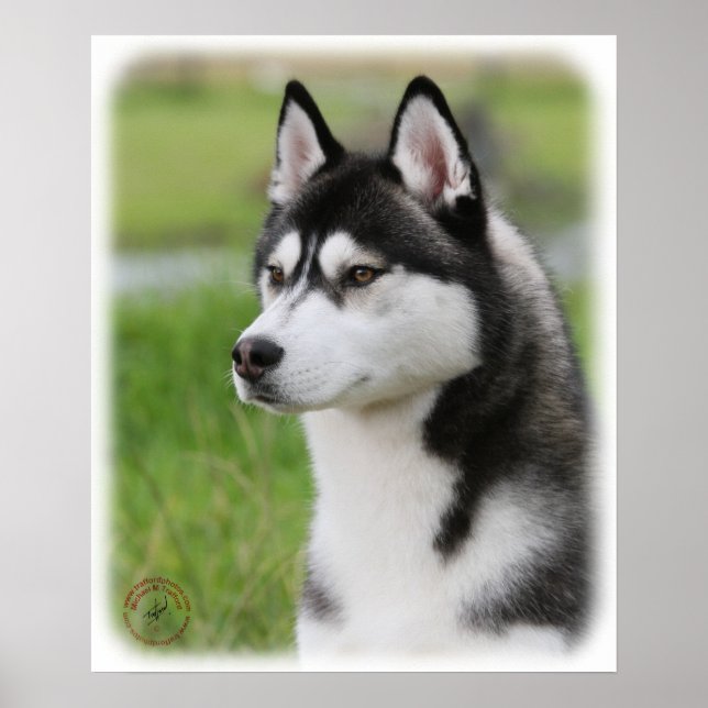 Sibirischer Husky 9Y570D-006 Poster (Vorne)