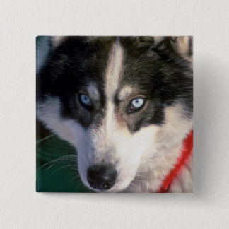 Sibirischer Husky Button