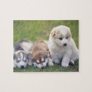 Sibirischer Husky; Eine Funktionshundezucht das- Puzzle