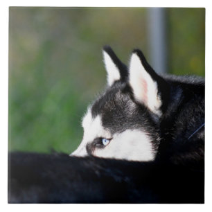 Sibirischer Husky Fliese