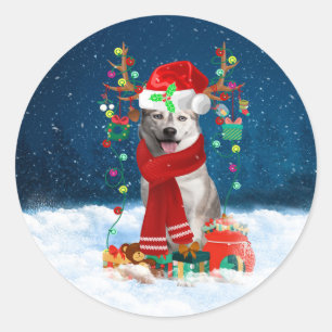 Sibirischer Husky-Hund mit Weihnachtsgeschenken Runder Aufkleber
