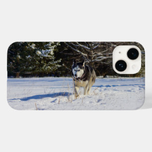 Sibirischer Husky im Schnee Case-Mate iPhone 14 Hülle