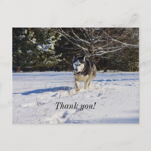 Sibirischer Husky im Schnee Danke, Postkarte (Vorderseite)