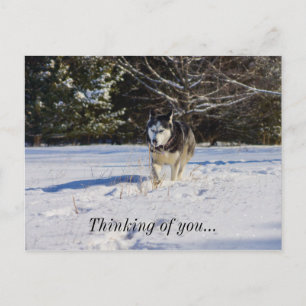 Sibirischer Husky im Schnee, der an dich denkt Postkarte