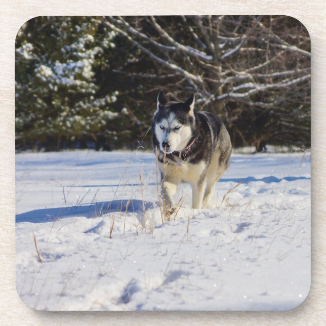 Sibirischer Husky im Schnee Getränkeuntersetzer (Vorderseite)