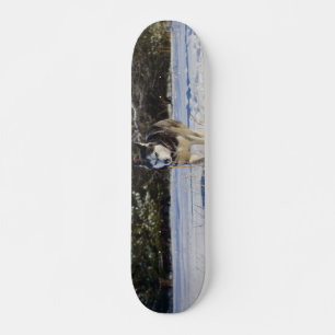Sibirischer Husky im Schnee Skateboard