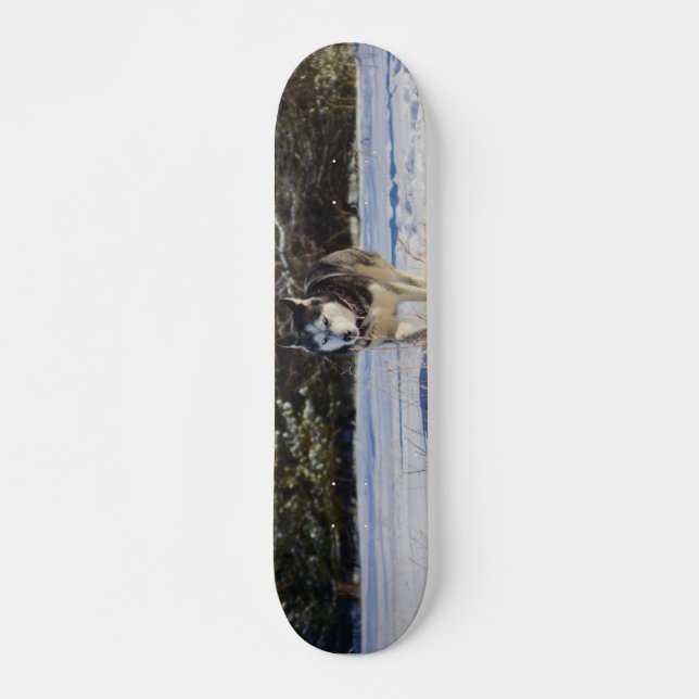 Sibirischer Husky im Schnee Skateboard (Vorne)