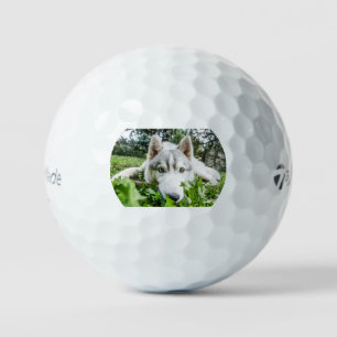 Sibirischer Husky - Nahaufnahme dritte Golfball
