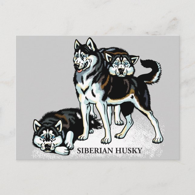 sibirischer Husky Postkarte (Vorderseite)