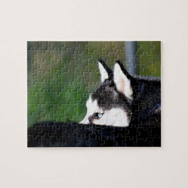 Sibirischer Husky Puzzle (Horizontal)