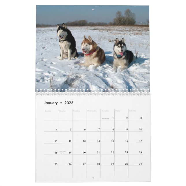 Sibirischer Husky verfolgt Wandkalender (Jan 2026)