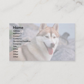 Sibirischer Husky Visitenkarte